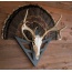 Do-all Strut-n-skull Turkey - Fan-european Skull Mount